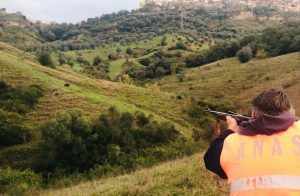 caccia calabria