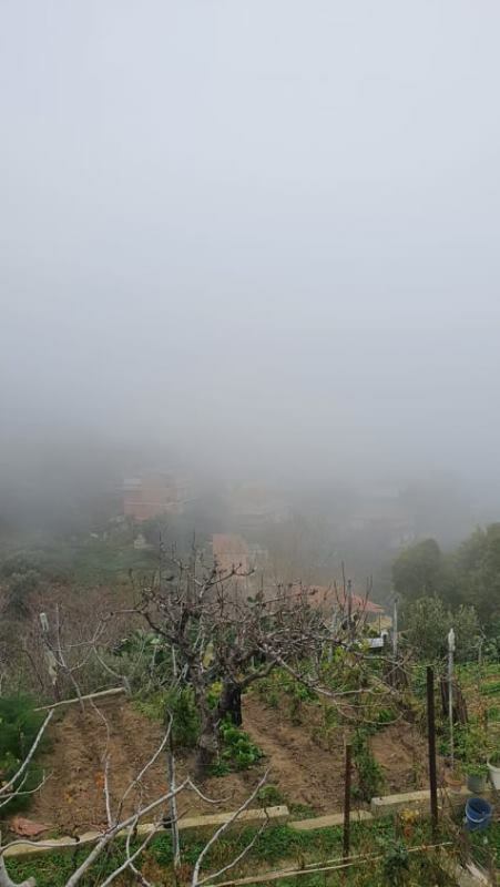 nebbia gallina