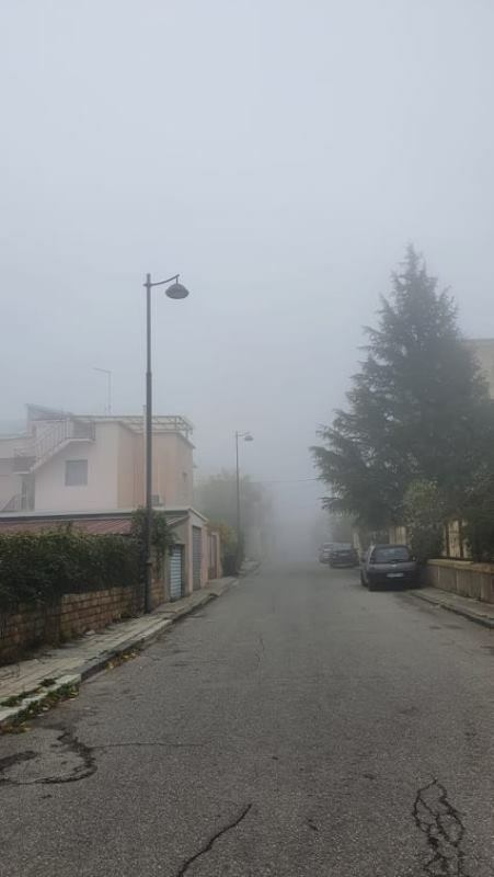 nebbia gallina