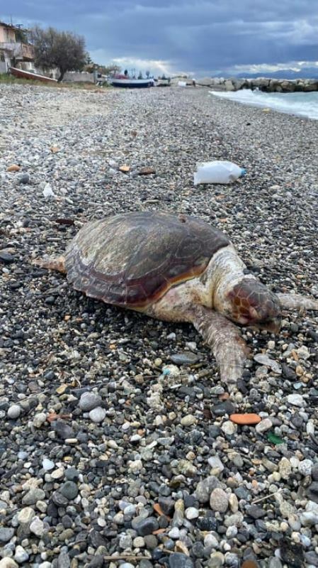 tartaruga morta pellaro