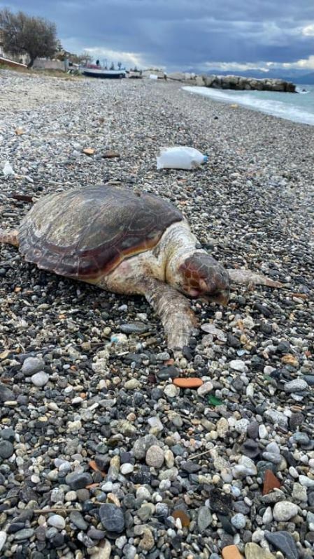 tartaruga morta pellaro