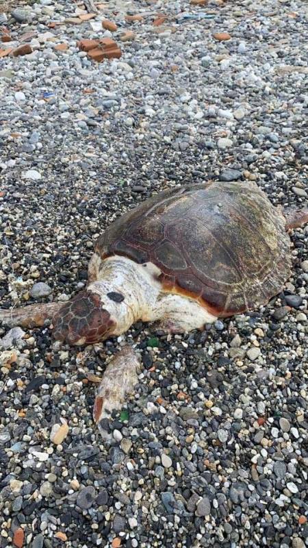 tartaruga morta pellaro