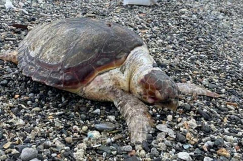 tartaruga morta pellaro