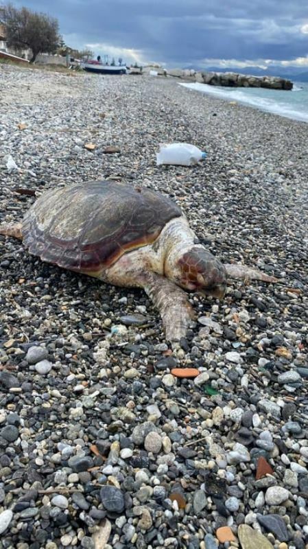 tartaruga morta pellaro