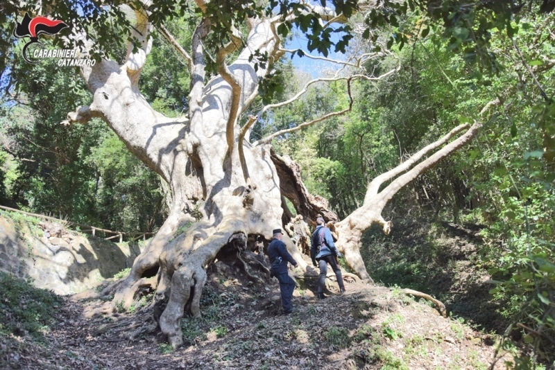 Platano Curinga 2021