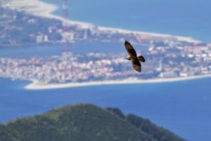 aquila monti peloritani stretto di messina