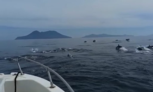 delfini filicudi isole eolie
