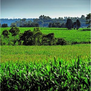 agricoltura