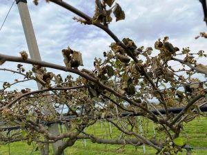 coltivazioni kiwi rovinate
