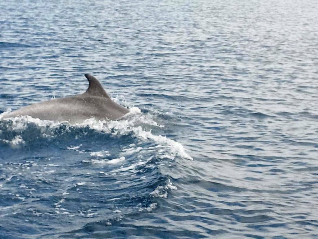 delfini nello stretto di messina (3)