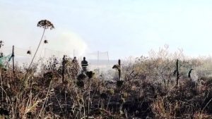 Incendio sterpaglie reggio calabria