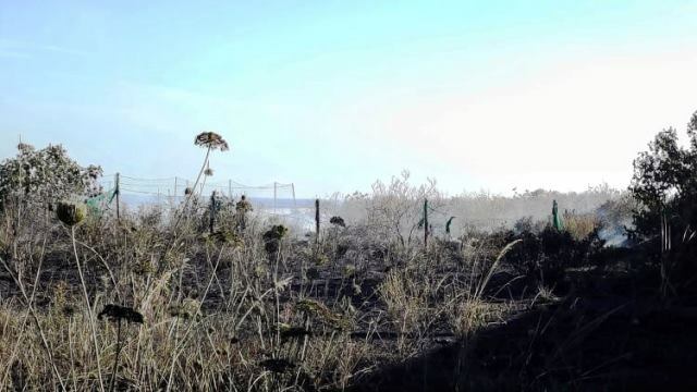 Incendio sterpaglie reggio calabria