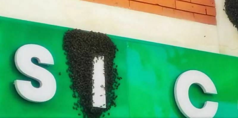 sciame d'ami analisi cliniche