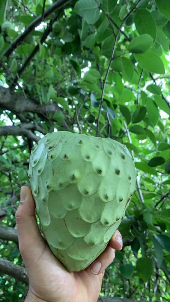 annona bilardi reggio calabria