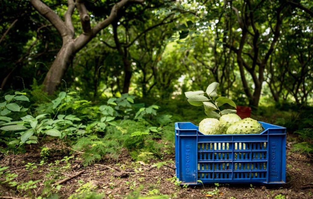 annona bilardi reggio calabria