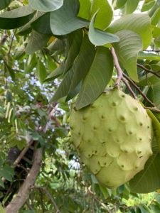 annona bilardi reggio calabria