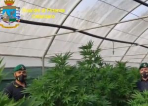 piantagione marijuana lamezia terme
