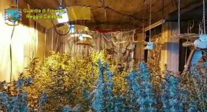 serra siderno marijuana