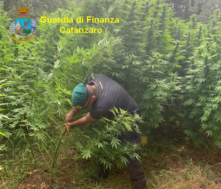 Sequestro piante droga