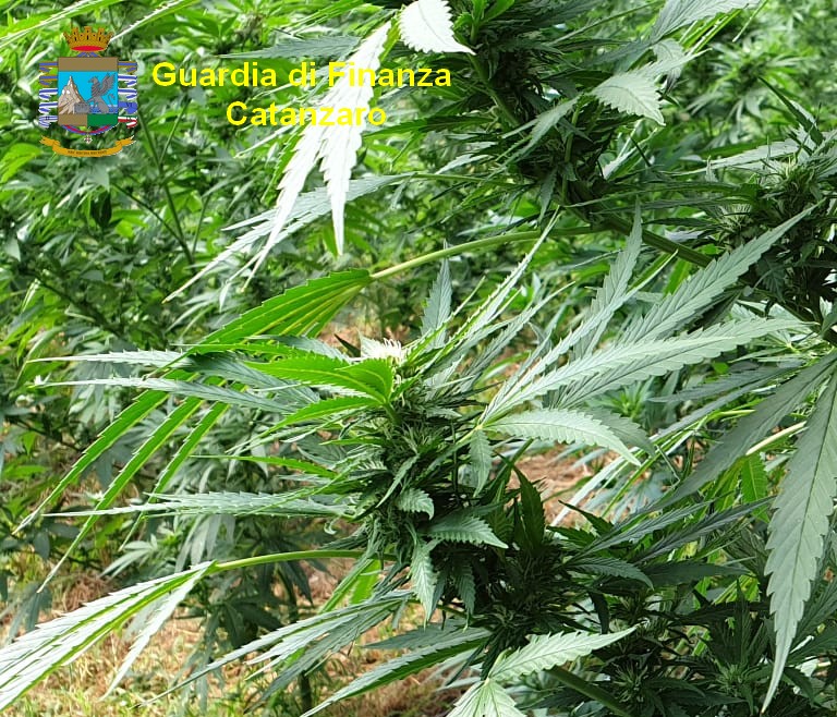 Sequestro piante droga