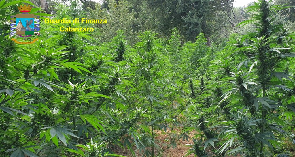 Sequestro piante droga