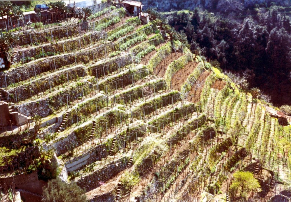 Vigneti terrazzati a Bagnara