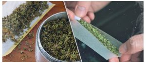 canna marijuana