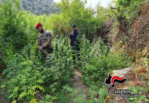 marijuana Gioiosa Jonica