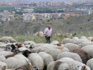 pastorizia transumante aspromonte