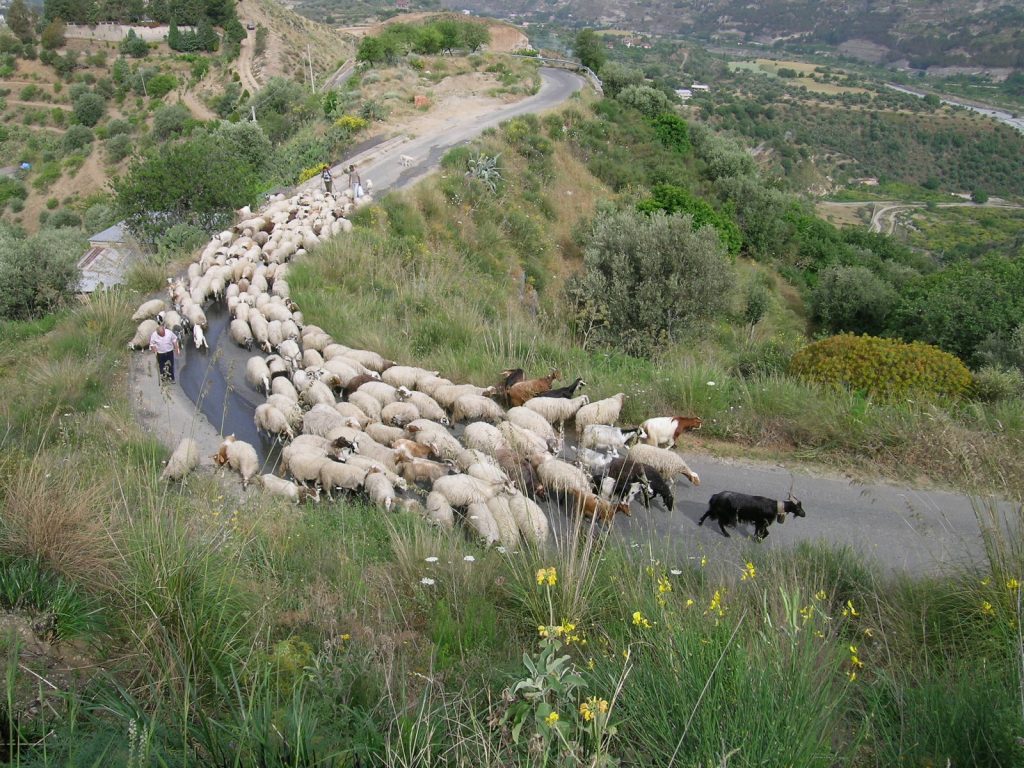 pastorizia transumante aspromonte