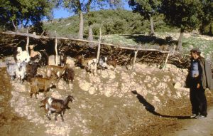 pastorizia transumante aspromonte