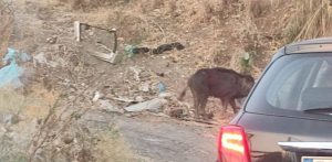 cinghiale a reggio calabria