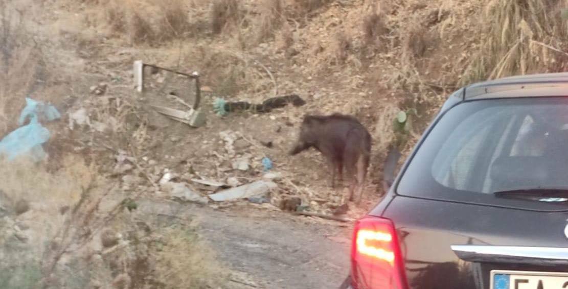 cinghiale a reggio calabria