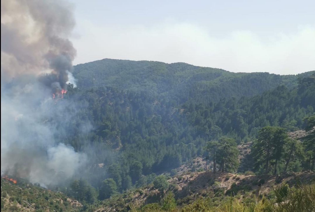 incendi aspromonte (3)