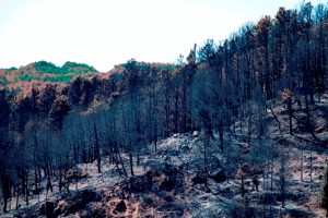 incendi aspromonte 8 agosto 2021