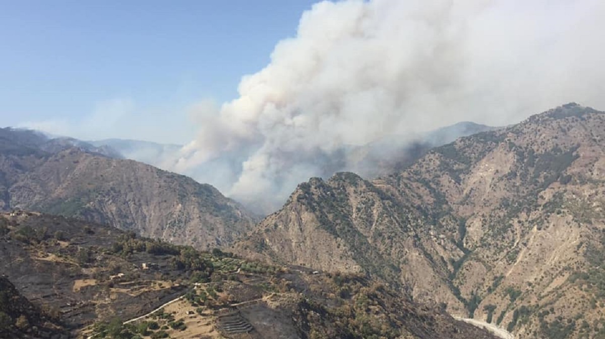 Incendi in Calabria, i numeri del dramma: in un mese registrati 3.640 incendi boschivi, Reggio la provincia più colpita - Vimarsana News