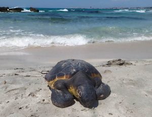 nidi tartaruga caretta caretta