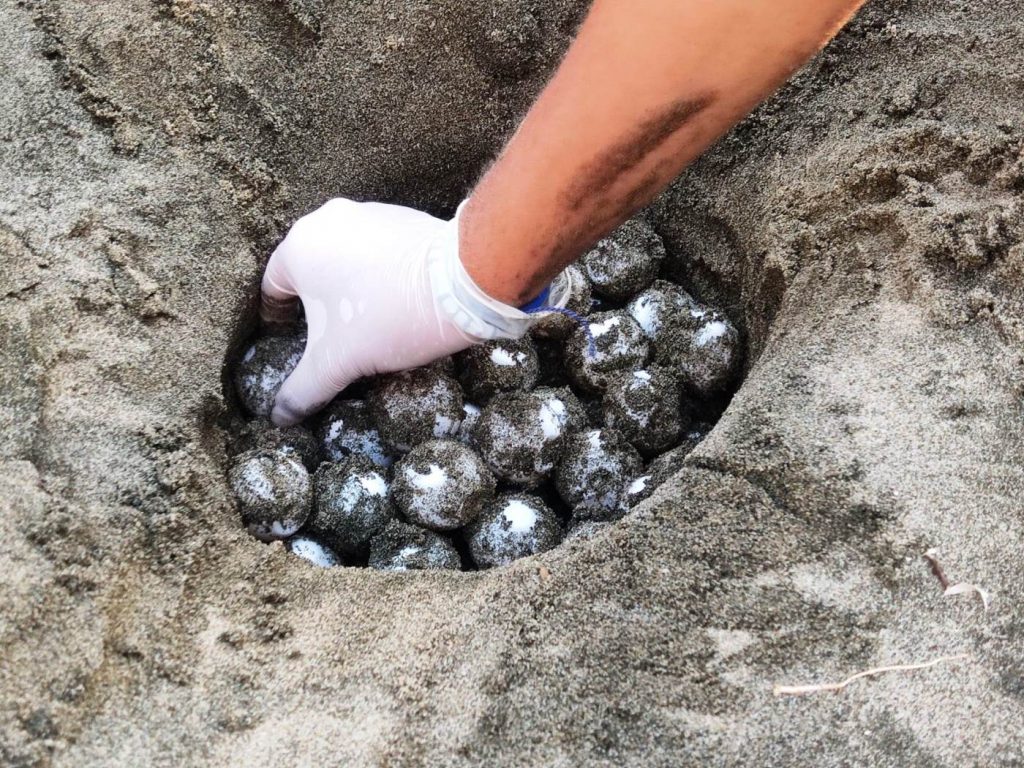 nidi tartaruga caretta caretta