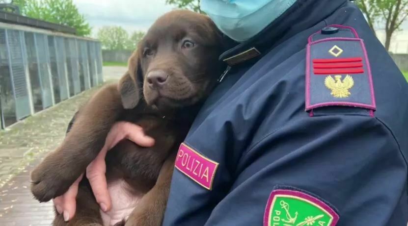 Reggio Calabria, la Polizia salva due cani in pericolo di vita: animali picchiati e lasciati sotto il sole - Vimarsana News