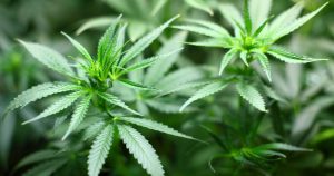 cannabis