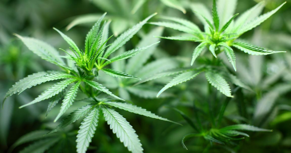 cannabis