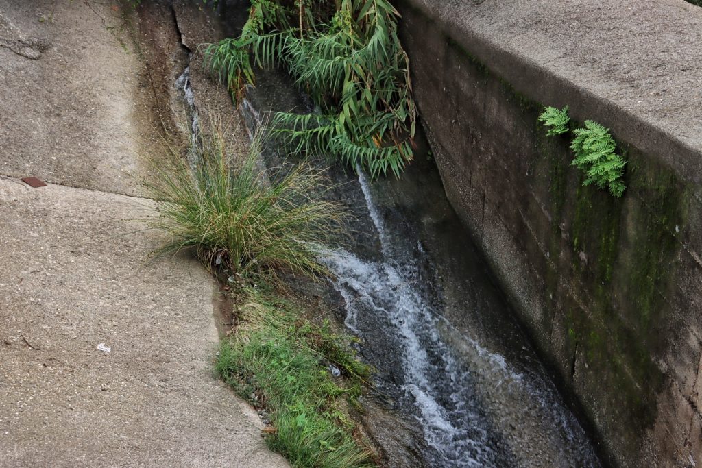 Sterpaglie Torrente Calopinace Reggio Calabria