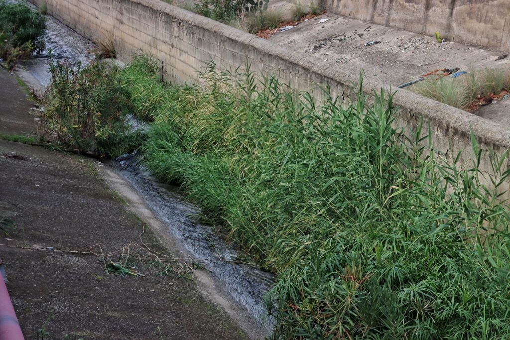 Sterpaglie Torrente Calopinace Reggio Calabria