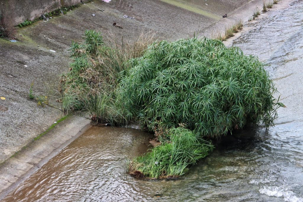 Sterpaglie Torrente Calopinace Reggio Calabria