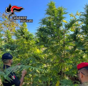 marijuana gioia tauro