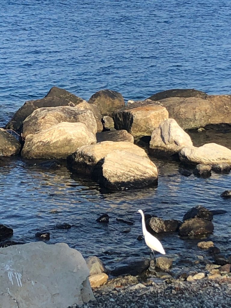 40000 walk ih british school reggio calabria