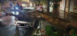 Albero su auto a gioiosa jonica