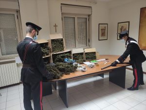 Marijuana Jacurso