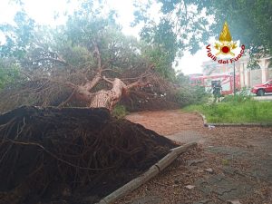 Milazzo albero sulla carreggiata (1)