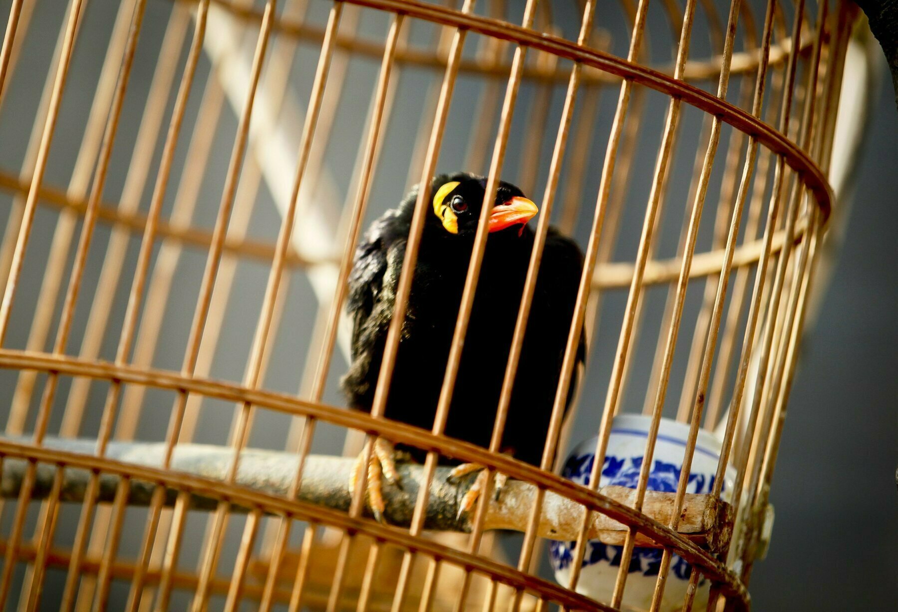 Uccello in gabbia
